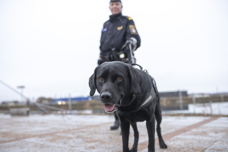 2018 Ã¥rs NarkotikasÃ¶khund labrador retrieverhanen Nextjoy Boy